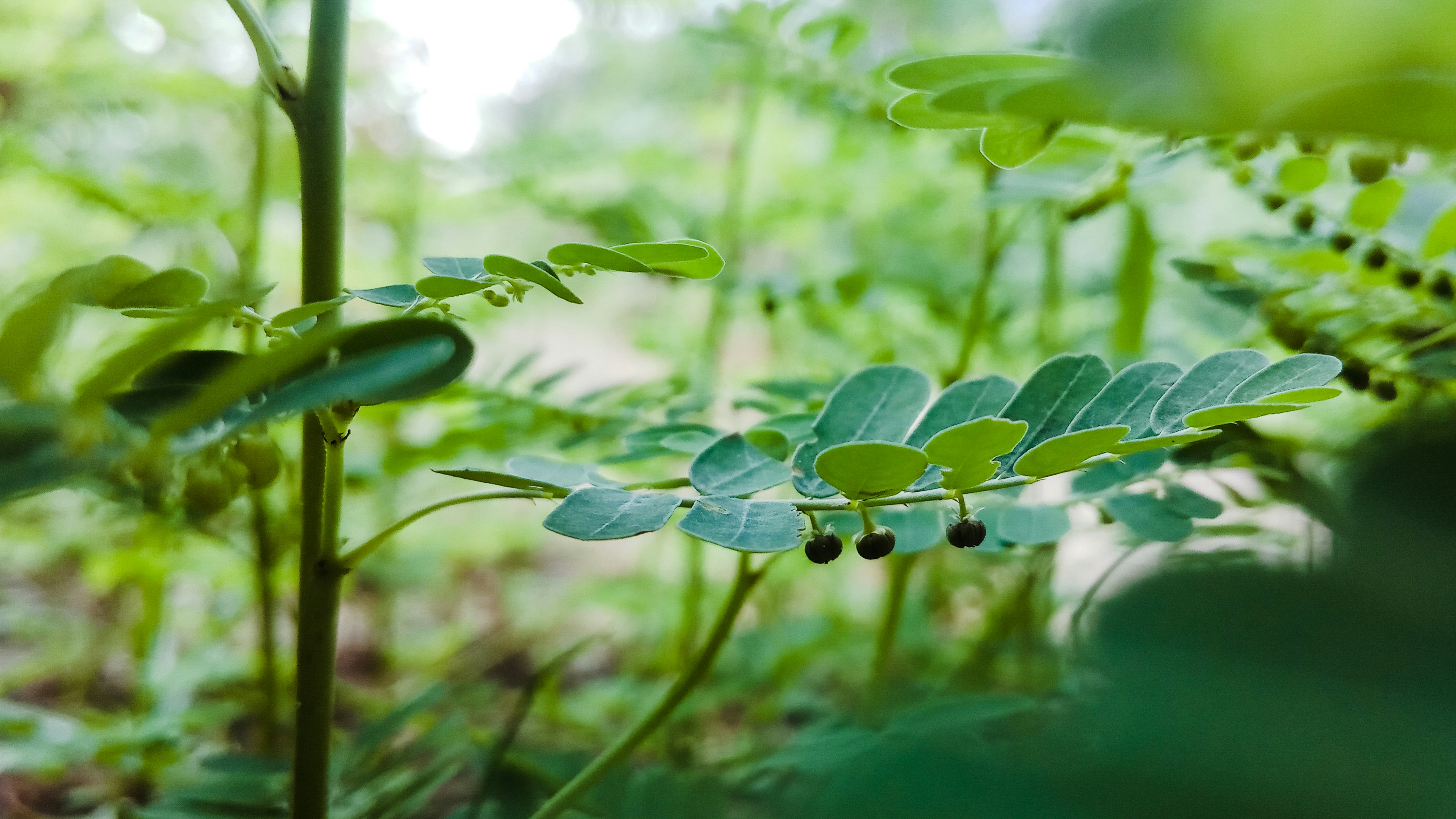 Natural Camphor from Himalayan Foothills
