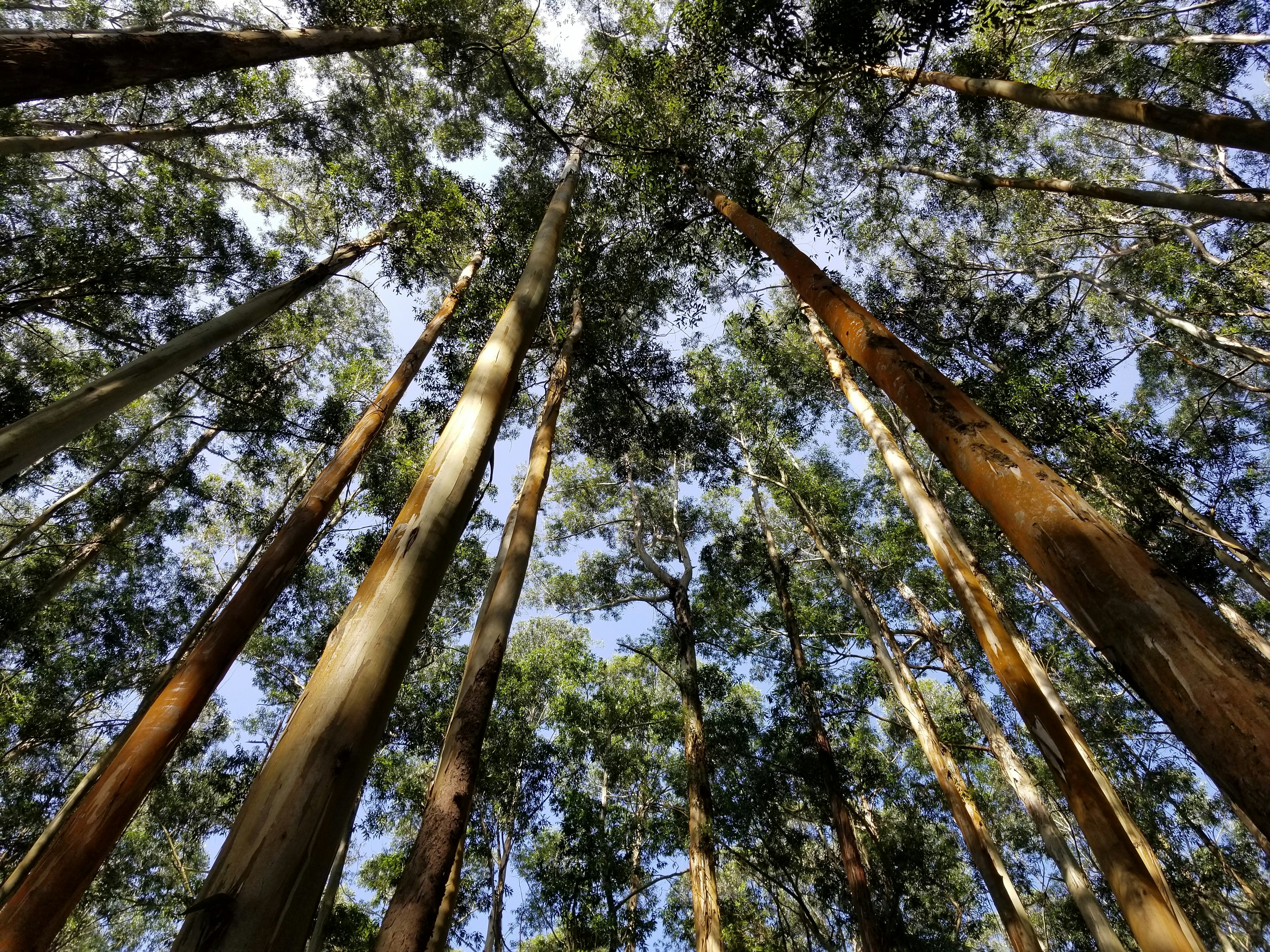 Eucalyptus from Nilgiri Hills