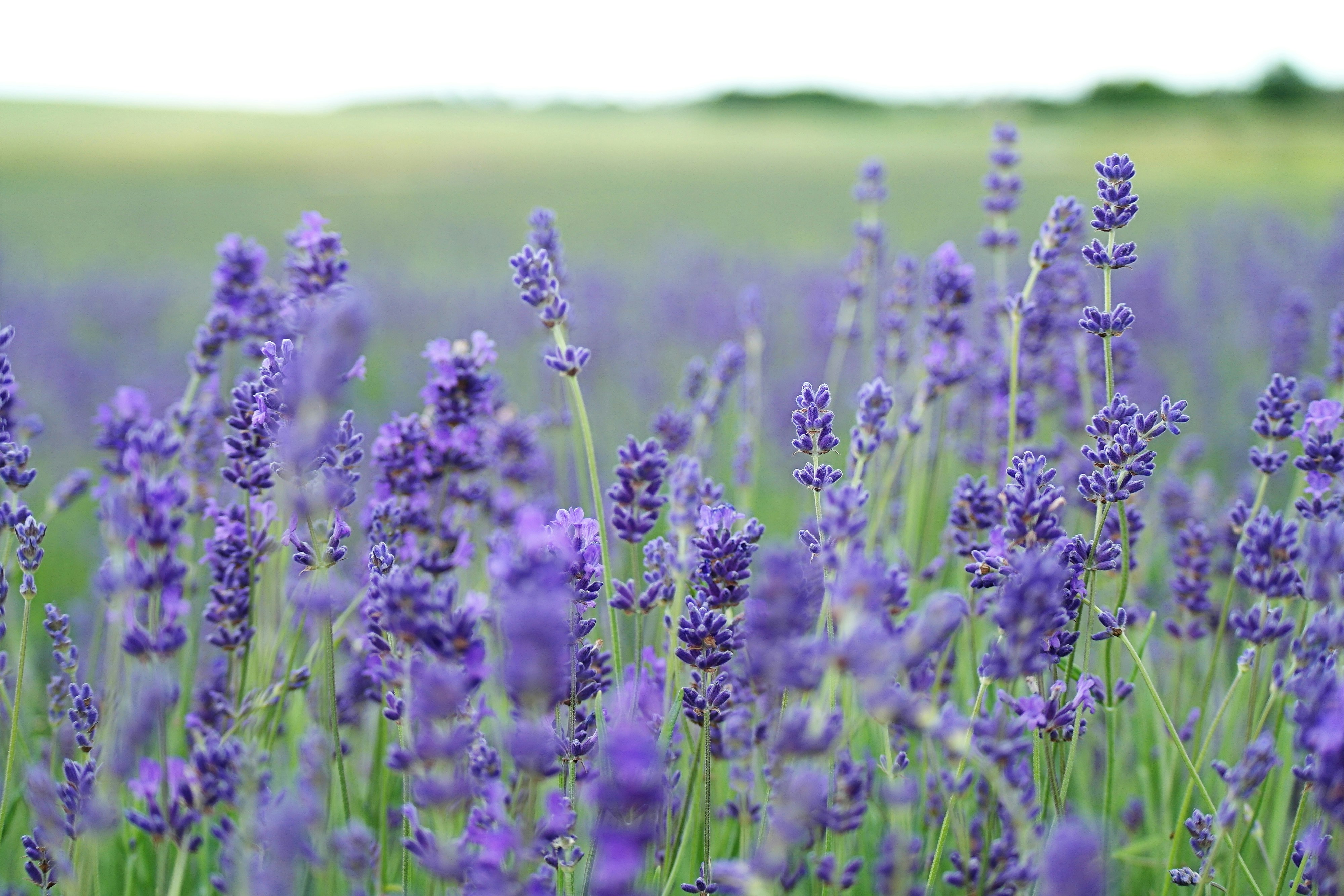 Lavender from Pokhara Valley