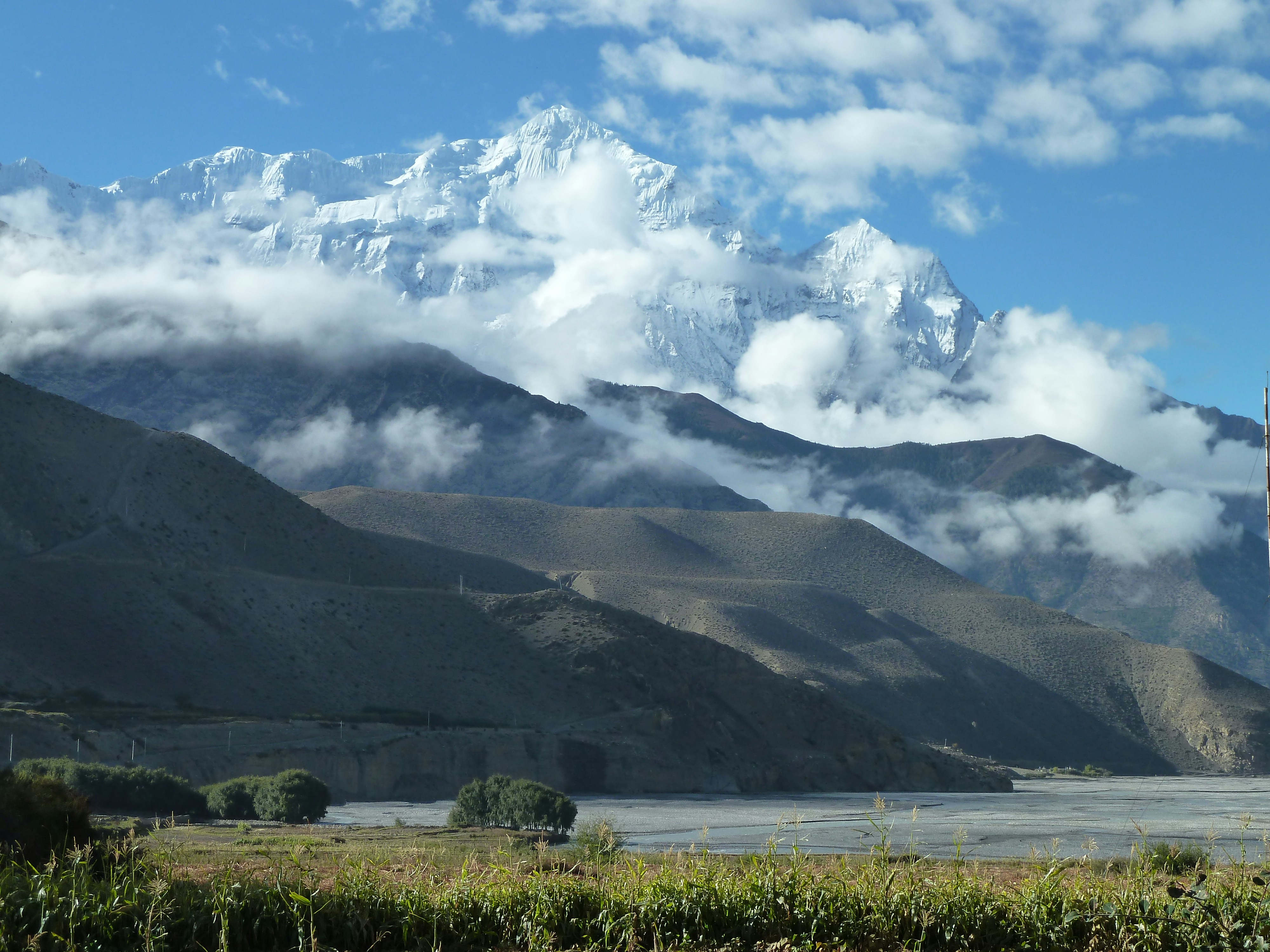 Peppermint from Mustang Valley